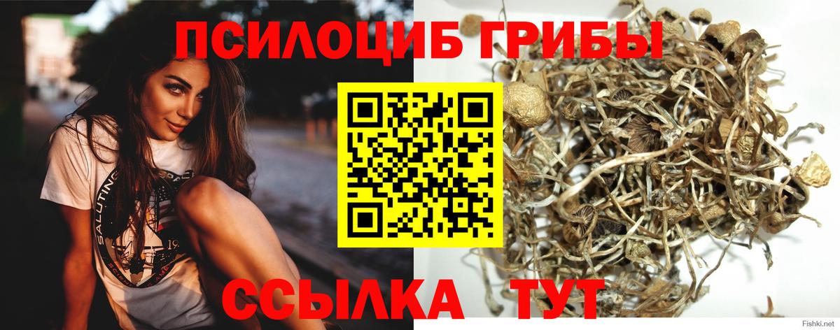 Псилоцибиновые грибы Cubensis Гулькевичи