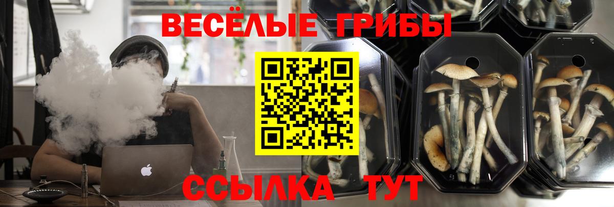 где продают   Галлюциногенные грибы GOLDEN TEACHER  Вход с VPN  Гулькевичи  Псилоцибиновые грибы Psilocybe 